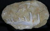 Enchodus Jaw Section With Teeth - Fanged Fish #31473-1